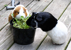 Guinea pigs eating (© shimown | Flickr)