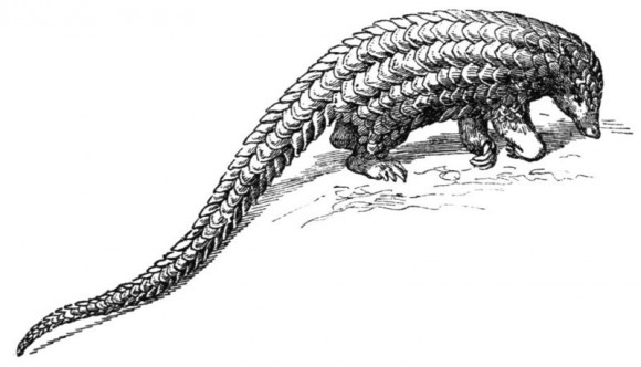 Pangolin (Public domain | Wiki commons)